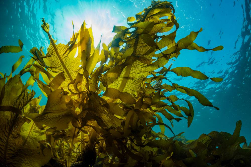 Seaweed Cultivation Scheme